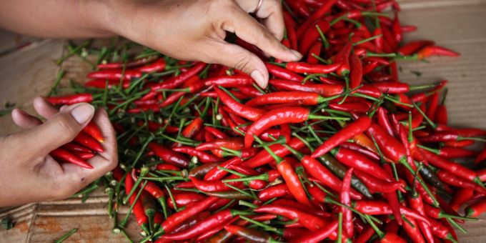 Schärfe kann auch süchtig machen. Chili, oder besser gesagt, der Schmerz, den es im Nerv auslöst, fördert den Ausstoss von Glückshormonen. Hände Chili Schoten rot