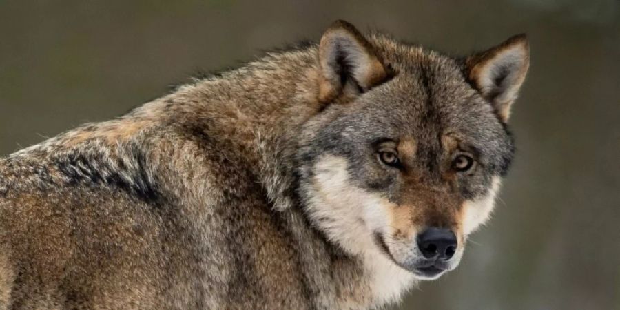 Wolf in Wildpark
