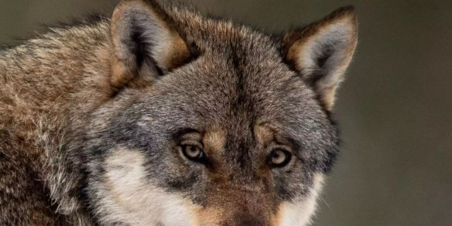 Ein Wolf steht in einem Gehege im Wildpark Neuhaus. Einb Waldkindergarten in Schleswig-Holstein wurde vorsorglich geräumt, weil sich ein aggressiver Wolf in der Nähe befindet. Foto: Swen Pförtner/dpa