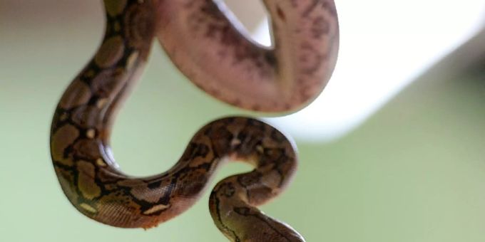 Washington - Tote Frau mit Python um den Hals in Haus mit 140 Schlangen entdeckt