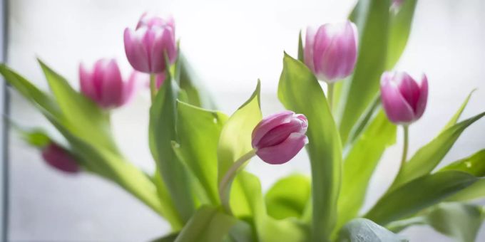 Tulpen Tulpen