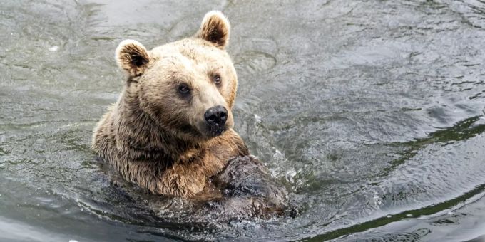 Der Syrische Braunbär Takis im Tierpark Goldau. Syrischer braunbär
