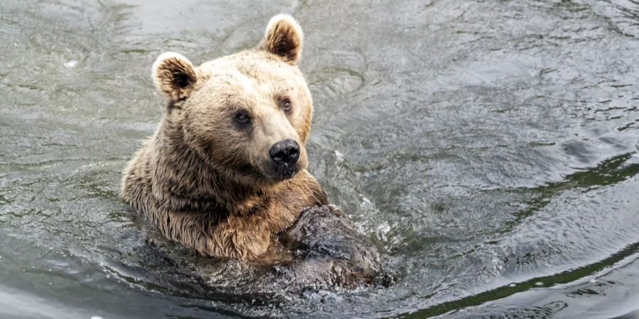 Syrischer braunbär