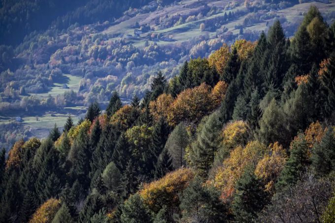 Tessiner Wald. (Symbolbild) wald
