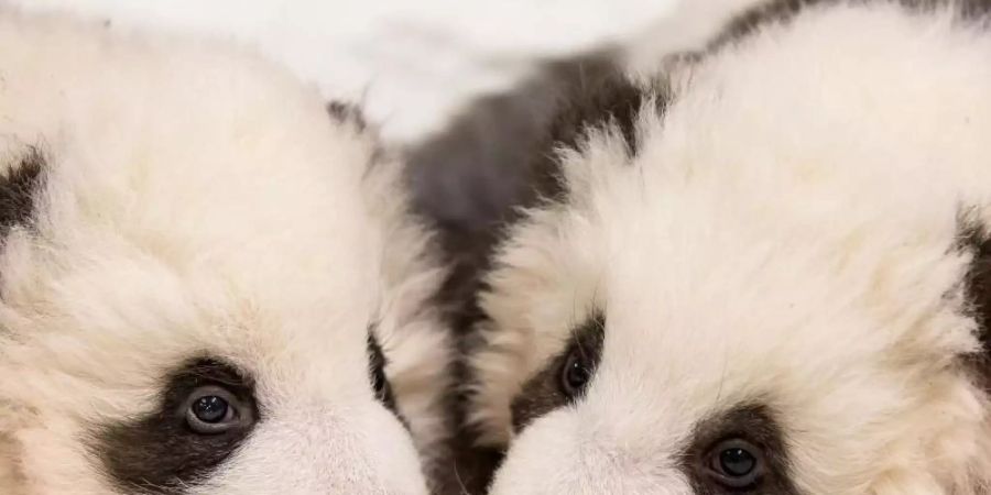 Die beiden Panda-Jungtiere wiegen jeweils schon knapp fünf Kilo. Foto: ---/Zoo Berlin/dpa