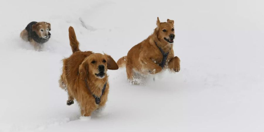 Hundesteuer