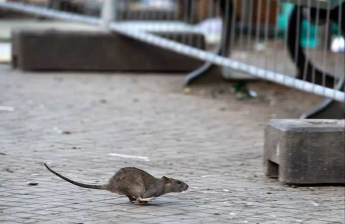 Aus einem Air-India-Flugzeug musste eine Ratte entfernt werden. Ratte