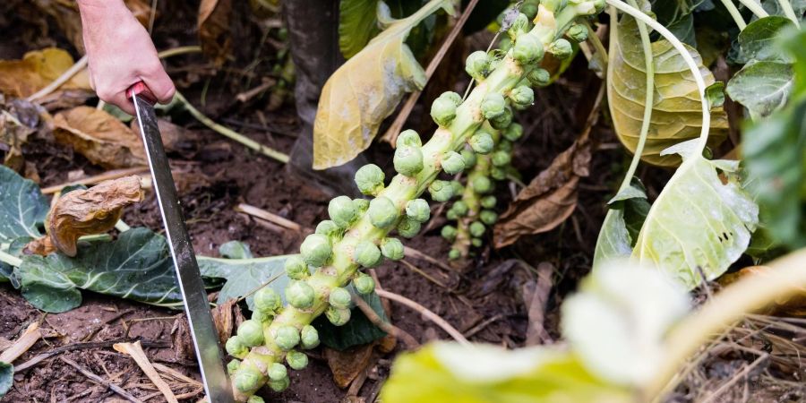 Rosenkohl kann sehr lange im Gemüsebeet bleiben - sogar bis ins Frühjahr hinein.