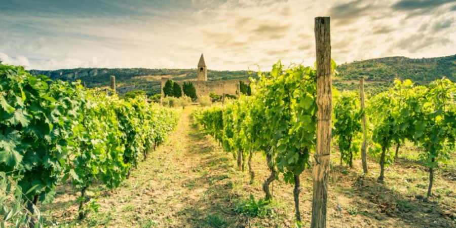 Weinberg Slowenien Sonnenunterngang