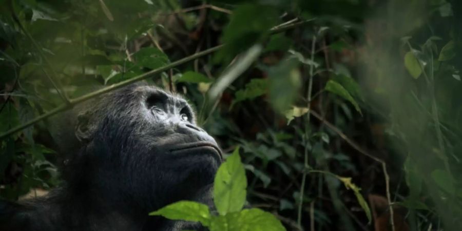 Flachland Gorilla