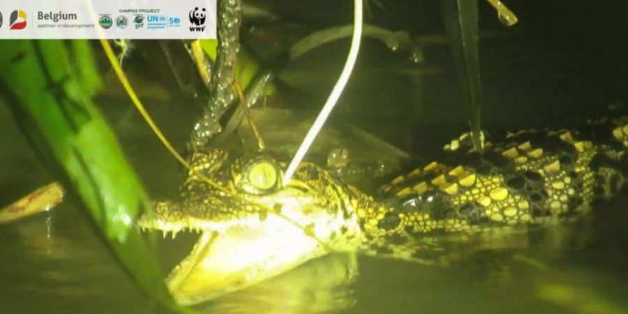 Ein Jungtier des Siam-Krokodils. In der Wildnis Kambodschas haben Forscher acht Jungtiere des vom Aussterben bedrohten Crocodylus siamensis entdeckt. Foto: Ien Khve/MoE/WWF Cambodia/dpa