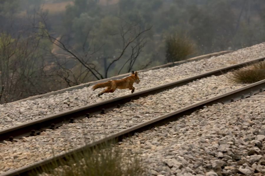 Ein Fuchs rennt in der Nähe von Athen um sein Leben. Auch gerieten die Feuer völlig ausser Kontrolle.