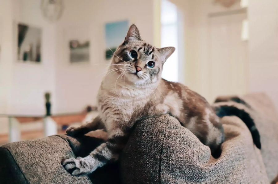 Katze auf Sofa