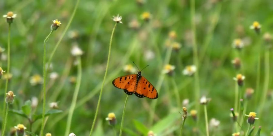 Schmetterling