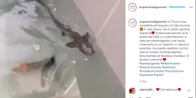 Der Baby-Hai aus dem sardinischen Aquarium. Hai