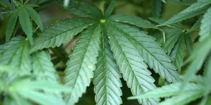ARCHIV - In Italien könnte schon im nächsten Jahr über die Legalisierung des Anbaus von Cannabis abgestimmt werden. (Symbolbild) cannabis italien