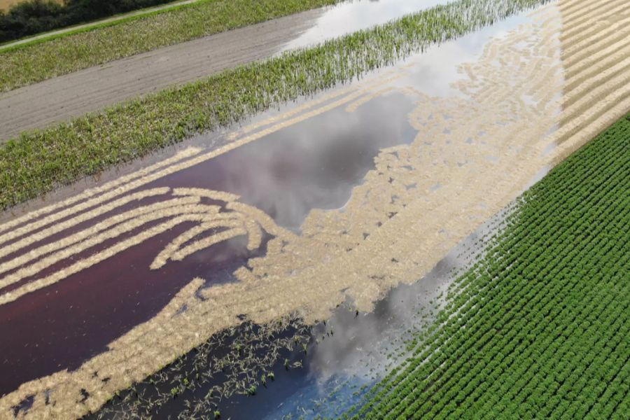 Die Getreidefelder im Grossen Moos im Berner Seeland sind am Samstag, 17. Juli 2021, nach den grossen Regenfällen der letzten Tage teilweise geflutet oder zumindest stark mit Wasser gesättigt.