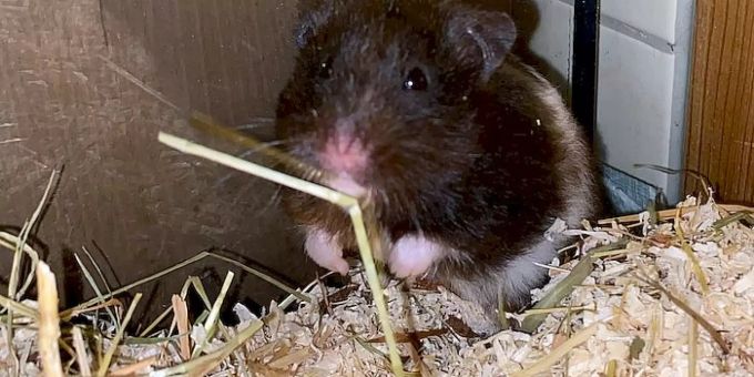Hamster brauchen gesundes Futter. Roya