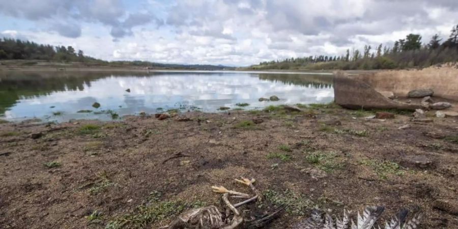 Am Ufer des Penuelas-Sees liegt nach einer Dürre ein toter Vogel. Der Weltklimarat führt die Folgen der menschengemachten Erderwärmung in seinem neuen Bericht drastischer vor Augen als je zuvor. Foto: Miguel Moya/Agencia Uno/dpa