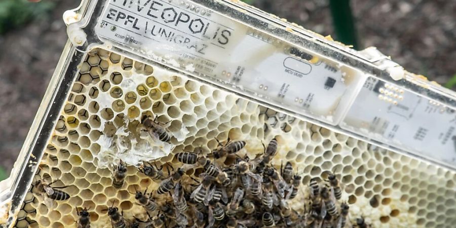 Mit dieser Roboter-Bienenwabe wird das Verhalten von Bienenkolonien untersucht.