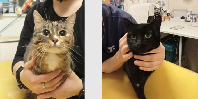 Hunzenschwil: Katzen ausgesetzt Hunzenschwil: Katzen ausgesetzt