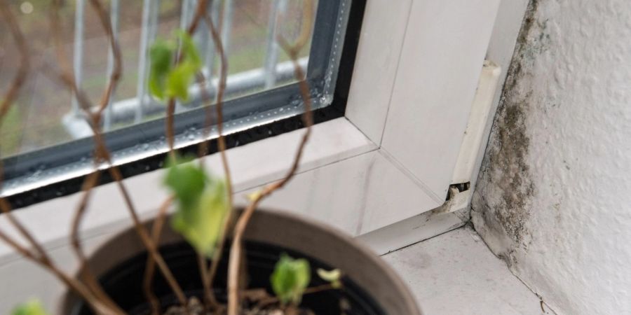 Ein Paradies für Schimmel: Bildet sich am Fenster Kondenswasser, können die Pilze wachsen.