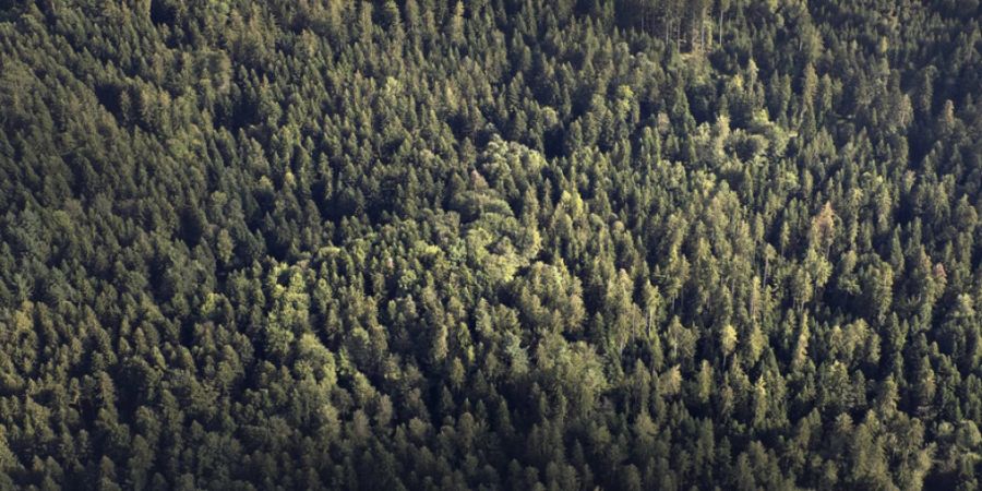 Die Wälder im Mittelland - wie hier in Zofingen - werden von Nadelbäumen dominiert. (Archivbild)