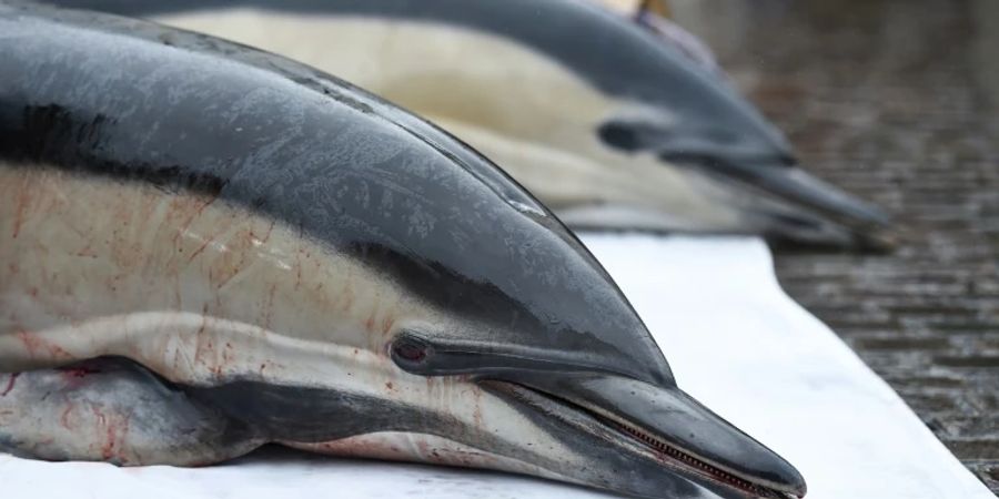Angespülte tote Delfine an der Atlantikküste Frankreichs