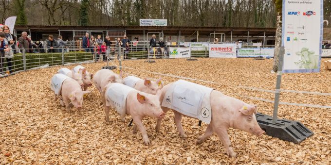 Das Säulirennen ist eine der Attraktionen an der Aargauer Messe Aarau. AMA