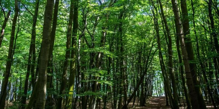 Der Wald eignet sich nur bedingt als Geldanlage, aber andere nachhaltige Investitionen haben deutlich an Bedeutung gewonnen. Foto: Jens Büttner