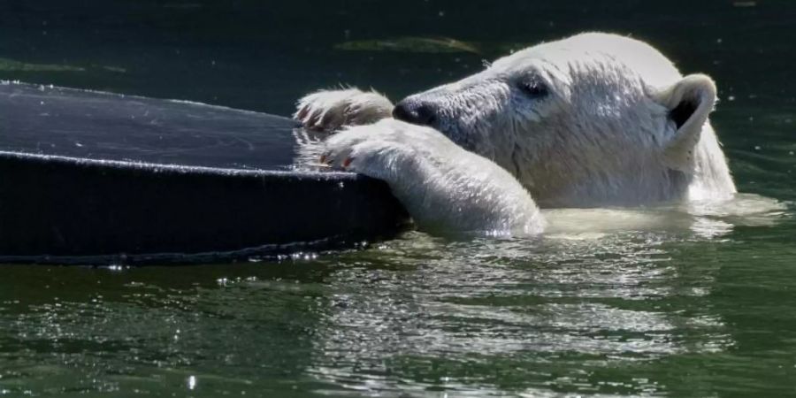 Die kleine Eisbärin Hertha spielt im kühlen Wasser. Foto: Paul Zinken