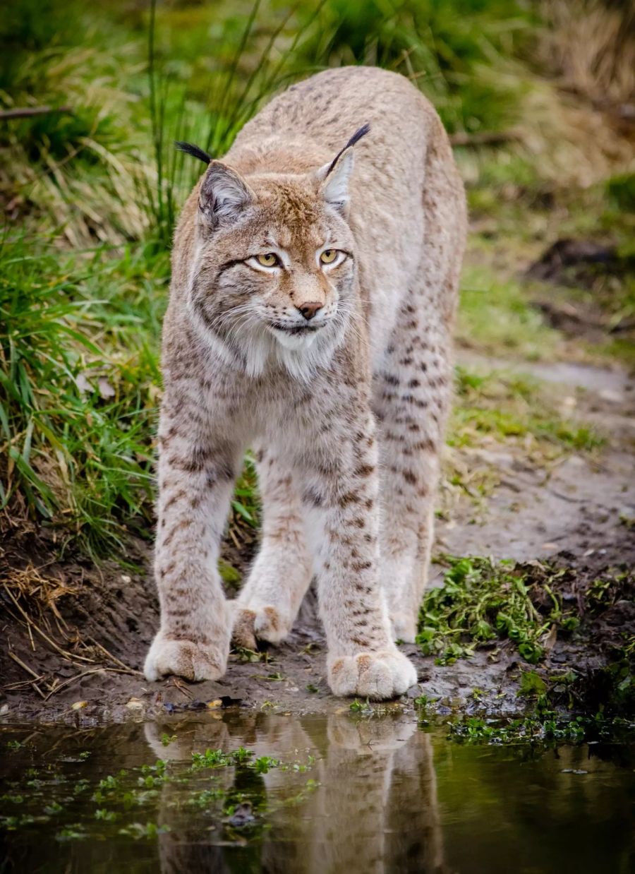 Luchs