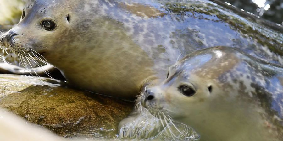 Diese beiden Berlinerinnen sollen in Zürich für Nachwuchs sorgen: Sinya und Skadi.