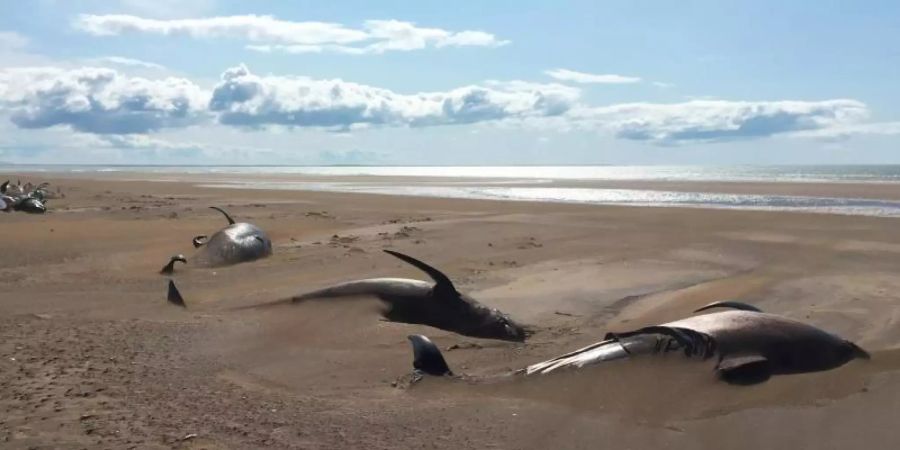 Rund 50 tote Grindwale liegen an einem abgelegenen Strand. Die Säugetiere wurden von Touristen auf der Halbinsel Snæfellsnes nördlich von Reykjavik entdeckt. Foto: David Schwarzhans