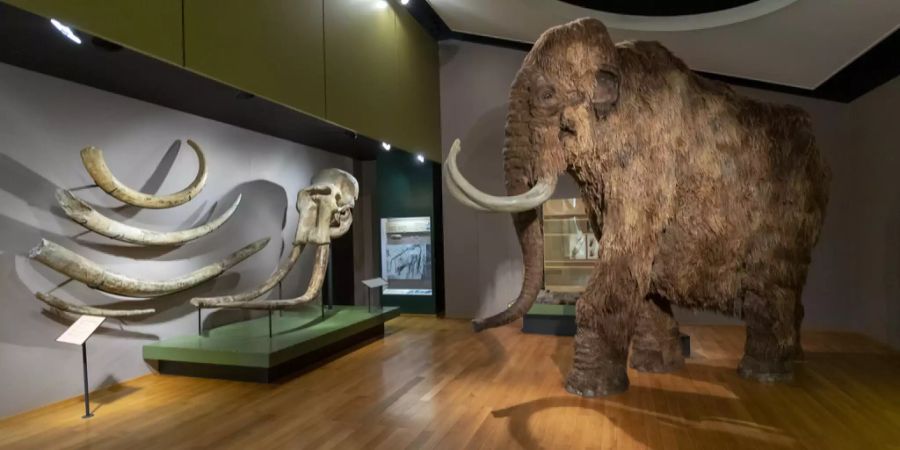 Mammut im Museum