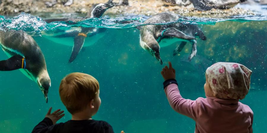 Der Zoo Zürich erklärt, man hätte ebenfalls viele Besuchende.