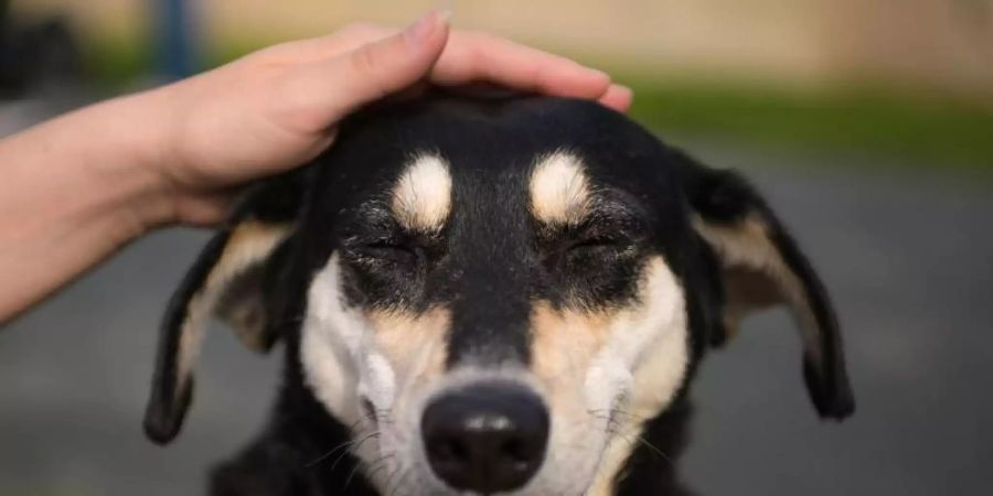 In einem Streit zwischen Ex-Partner vor dem Amtsgericht München wurde über das Sorgerecht für zwei Hunde entschieden. Foto: Nicolas Armer/dpa