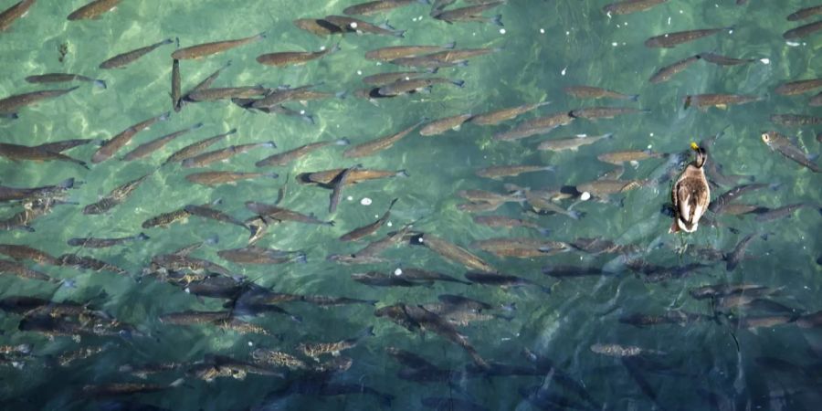 Fisch