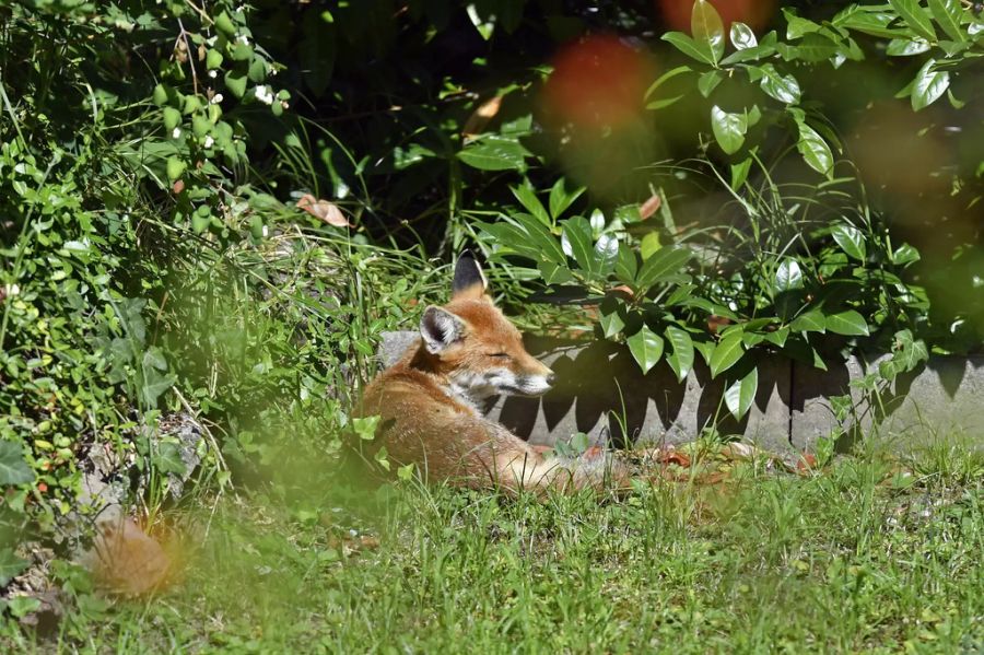 Fuchs