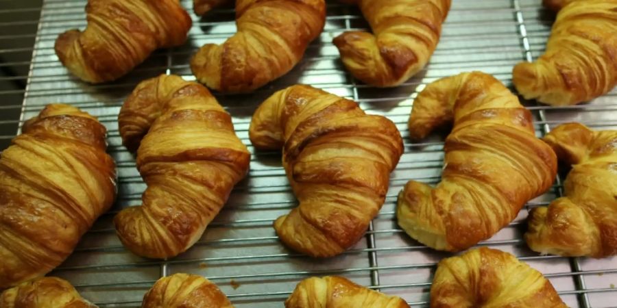 Vermeintlich gefährliches Tier in Polen entpuppt sich als Croissant