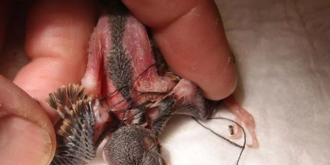 Dieser junge Haussperling hat sich in einem Faden verheddert, welchen seine Eltern als Nistmaterial eingetragen hatten. vogel
