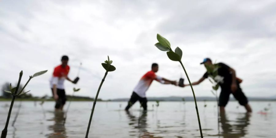 Mangroven sind nicht nur gute CO2-Fänger, sondern dienen auch der Befestigung von Küstengebieten. Hier in der indonesischen Provinz Aceh wird ein Mangrovenwald gepflanzt als Tsunami-Schutz und Naherholungsgebiet. (Archivbild)