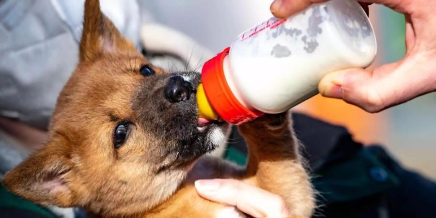 Der Dingo-Welpe bekommt im Tierpark Neumünster ein Fläschen mit Milch. Foto: Axel Heimken/dpa