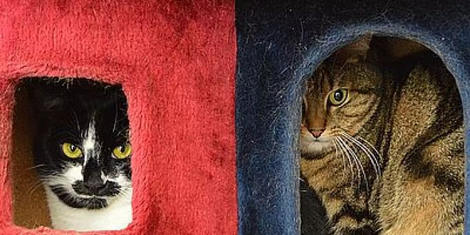 Am Anfang eher ruhig, dann aber zutraulich: Die Katzen Mio und Felix.