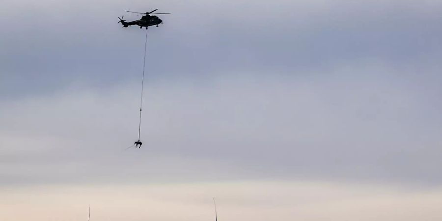 Pferd am Kabel: Das Freiberger Pferd fliegt unter einem Super Puma der Luftwaffe hängend eine Schleife über dem Jura bei Saignelégier JU.