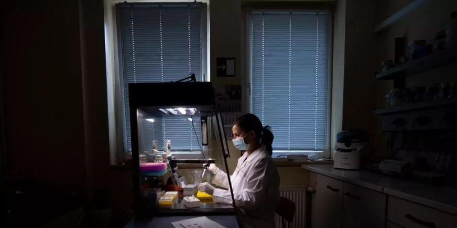 In einem Labor des Landesamtes für Umweltschutz Sachsen-Anhalt in Halle/Saale präpariert Laureen Winzer Proben für die PCR-Analyse. Die Wissenschaftler untersuchen hier Abwasser auf den Coronavirus-Erreger. Foto: Hendrik Schmidt/dpa-Zentralbild/dpa