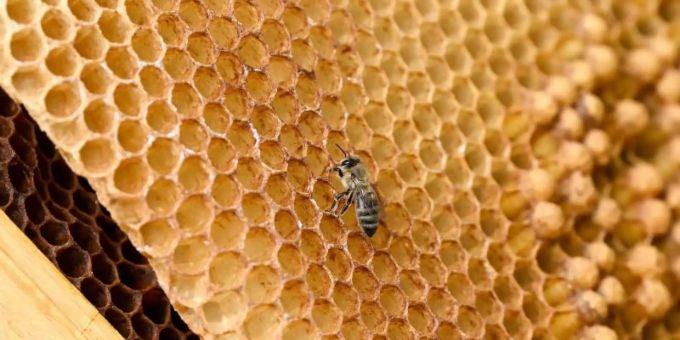 Eine Biene sitzt auf auf einer Wabe. Foto: Jens Kalaene/dpa-Zentralbild/dpa Eine Biene sitzt auf auf einer Wabe. Foto: Jens Kalaene/dpa-Zentralbild/dpa