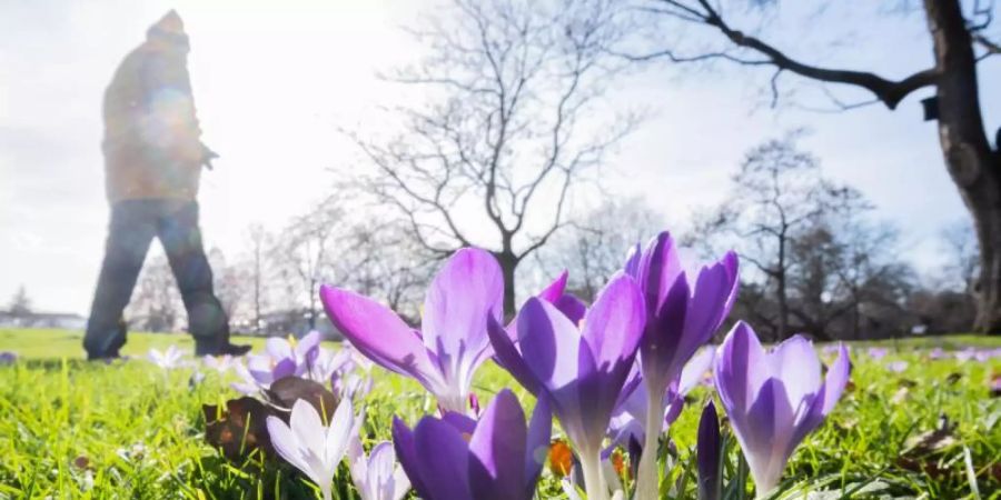 Krokusse im Berggarten an den Herrenhäuser Gärten in Hannover. Foto: Julian Stratenschulte/dpa