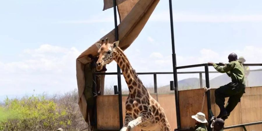 Die Giraffe «Susan» wird freigelassen, nachdem sie mit einer Barke von der Insel Longicharo im Baringo-See auf das Festland gebracht wurde. Foto: Eckhartmedia/Northern Rangelands Trust/dpa