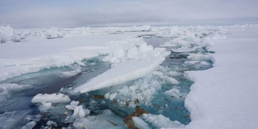 Forscher vom Alfred-Wegener-Institut haben auf einer Expedition in der Arktis untersucht, wie viel Mikroplastik in der Eisalge Melosira arctica und dem Meerewasser direkt neben Eisschollen vorhanden ist.